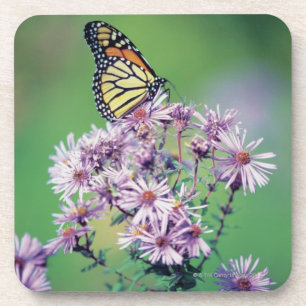 Monarch Butterfly Coaster