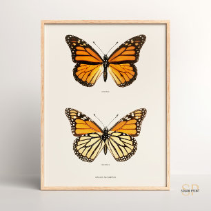 Monarch Butterfly Danais Archippus Sherman Denton Poster