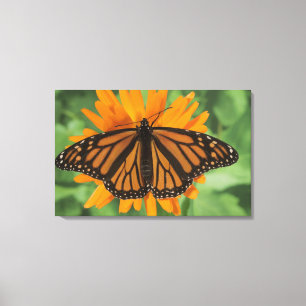 Monarch butterfly (Danaus plexippus) on pot Canvas Print