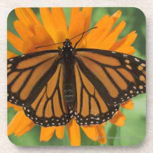 Monarch butterfly (Danaus plexippus) on pot Coaster