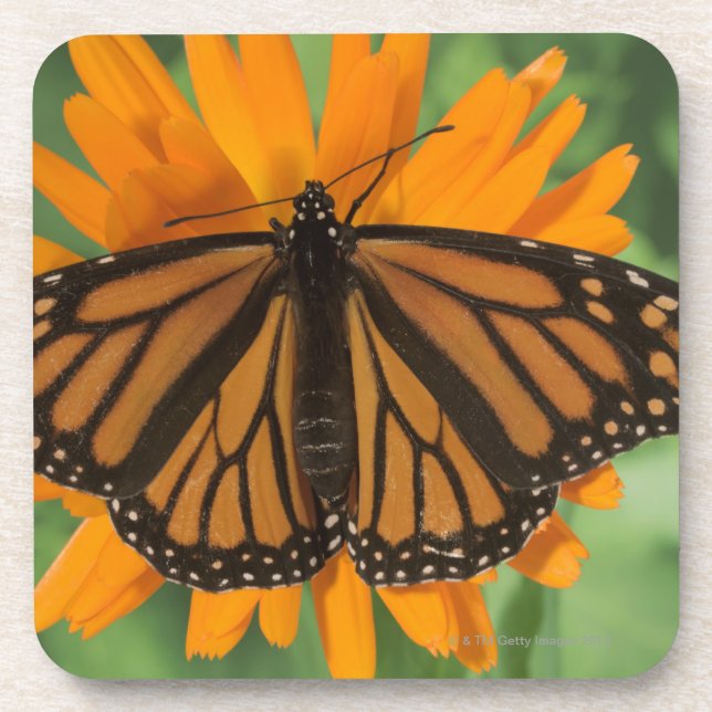 Monarch butterfly (Danaus plexippus) on pot Coaster (Front)
