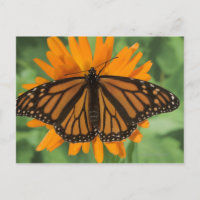 Monarch butterfly (Danaus plexippus) on pot