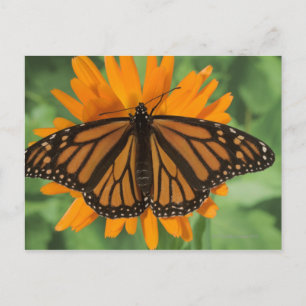 Monarch butterfly (Danaus plexippus) on pot Postcard