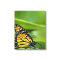 Monarch Butterfly Design Canvas Print