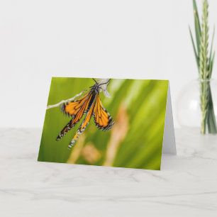Monarch Butterfly Drying Wings Greeting Card