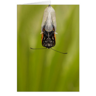Monarch Butterfly emerging from cocoon card