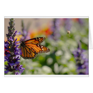 Monarch Butterfly Feeding Blank Card
