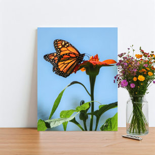 Monarch Butterfly Feeding on Orange Flower Photo Print