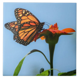 Monarch Butterfly Feeding on Orange Flower Tile