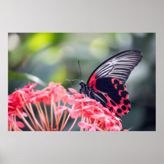 Monarch Butterfly & Flower Poster