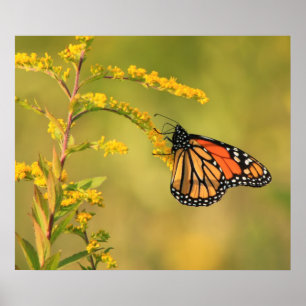 Monarch Butterfly Goldenrod Poster