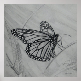 Monarch Butterfly graphite drawing Poster