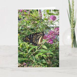 Monarch Butterfly Greeting Card