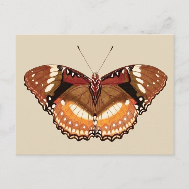 Monarch Butterfly in Brown, Rust and Cream Postcard (Front)