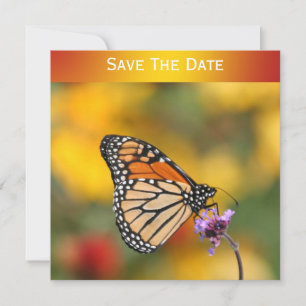 Monarch Butterfly In Search of Pollen Invitation