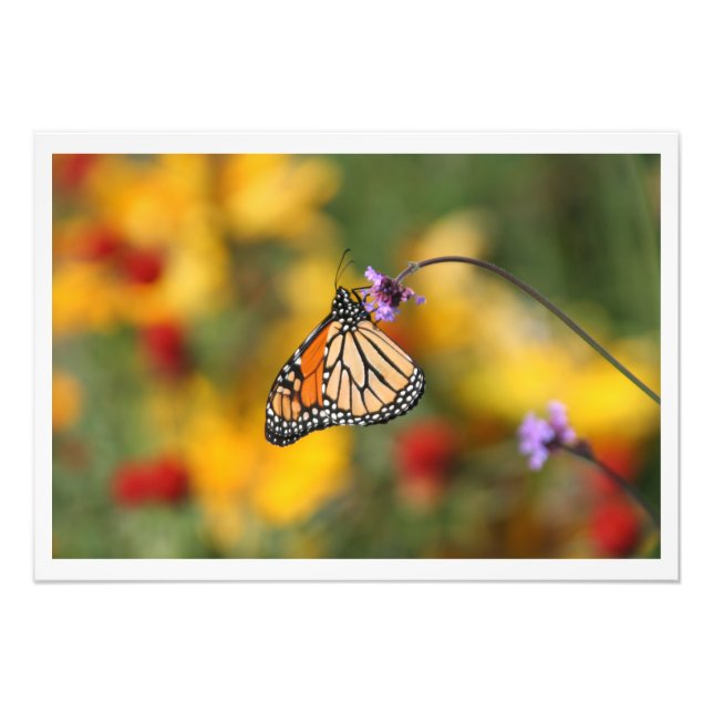 Monarch Butterfly In Search of Pollen Photo Print (Front)