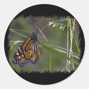 Monarch Butterfly in the Grass Classic Round Sticker