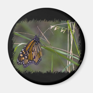 Monarch Butterfly in the Grass Magnet