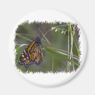 Monarch Butterfly in the Grass Magnet