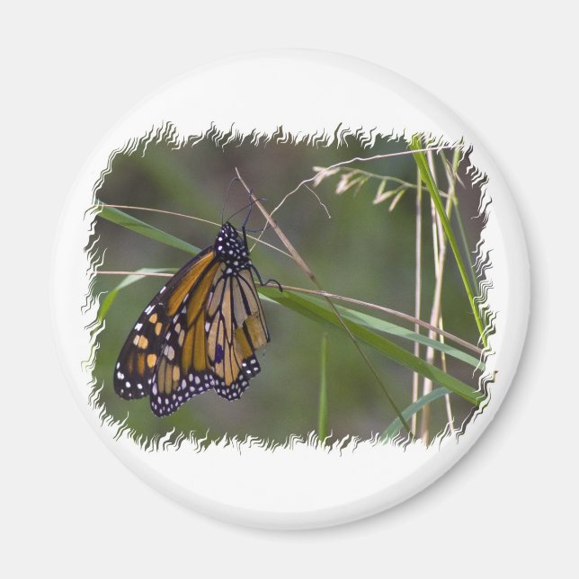 Monarch Butterfly in the Grass Magnet (Front)
