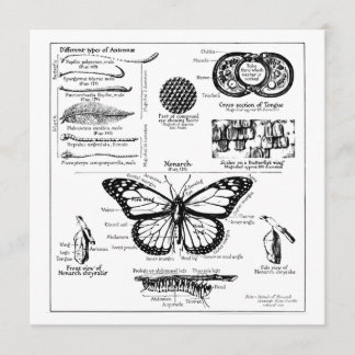 Monarch Butterfly Information Invitation