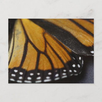 Monarch Butterfly Macro Postcard