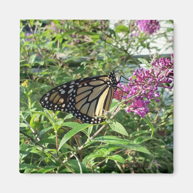 Monarch butterfly magnet (Front)