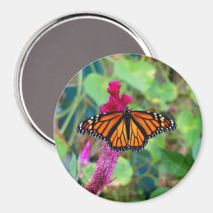 Monarch Butterfly Magnet