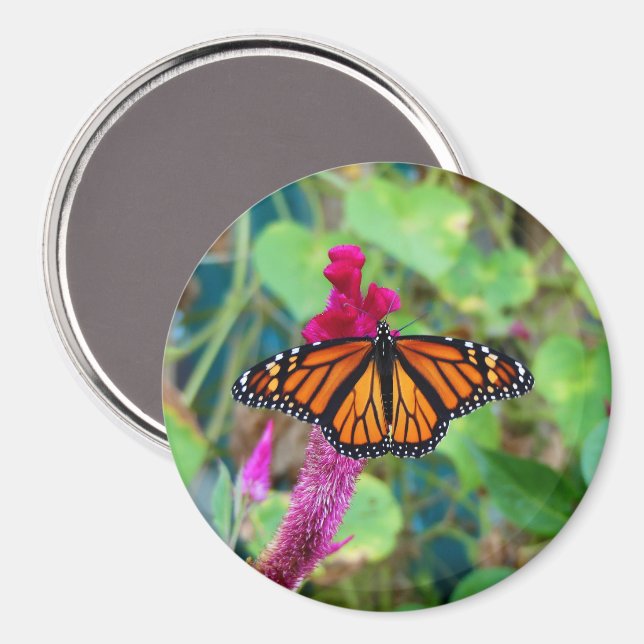 Monarch Butterfly Magnet (Front/Back)