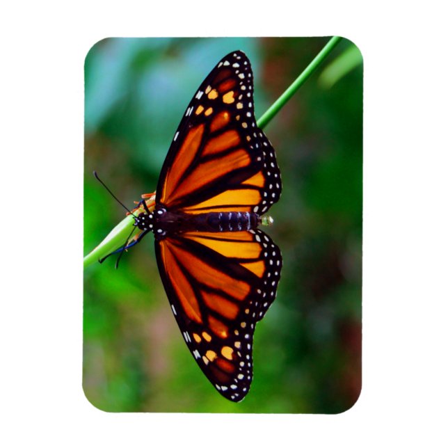 Monarch Butterfly Magnet (Vertical)