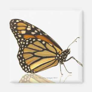 Monarch butterfly magnet
