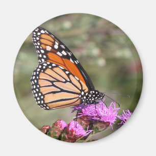Monarch Butterfly Magnet