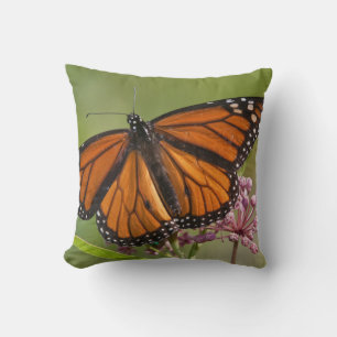Monarch Butterfly male on Swamp Milkweed Cushion