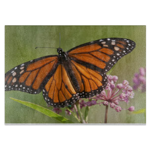 Monarch Butterfly male on Swamp Milkweed Cutting Board