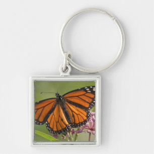 Monarch Butterfly male on Swamp Milkweed Key Ring