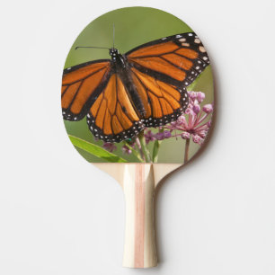 Monarch Butterfly male on Swamp Milkweed Ping Pong Paddle