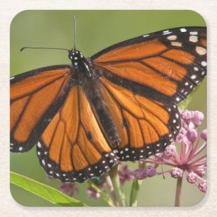 Monarch Butterfly male on Swamp Milkweed Square Paper Coaster