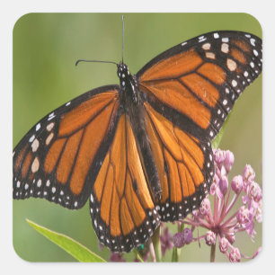 Monarch Butterfly male on Swamp Milkweed Sticker