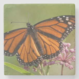 Monarch Butterfly male on Swamp Milkweed Stone Coaster