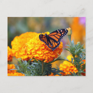 Monarch Butterfly Marigold Photo Postcard