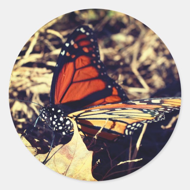 Monarch Butterfly Nature  Classic Round Sticker (Front)
