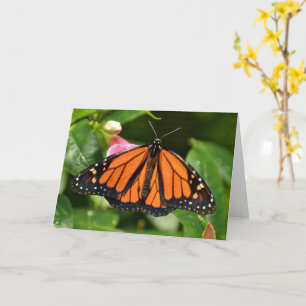 Monarch Butterfly Nature Photography Blank Card
