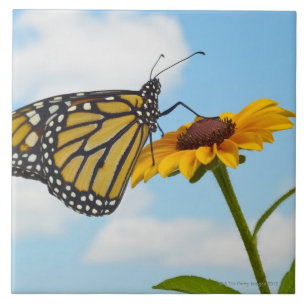 Monarch Butterfly on a Black Eyed Susan Tile