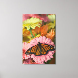 Monarch Butterfly on a Gerbera  Danaus Plexippus Canvas Print
