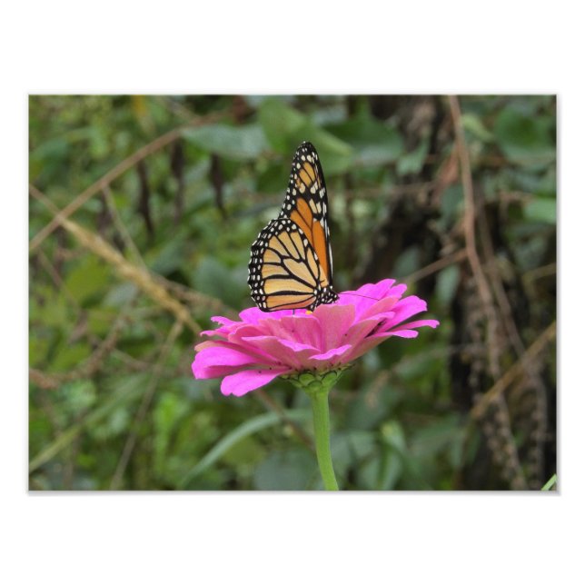 Monarch Butterfly on a Pretty Pink Zinnia Flower Photo Print (Front)
