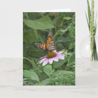 Monarch Butterfly on a Purple Coneflower, NYC -  Card