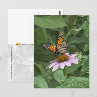 Monarch Butterfly on a Purple Coneflower, NYC  -  Postcard