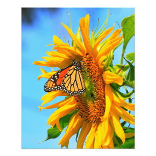 Monarch Butterfly on a Sunflower Photo Print