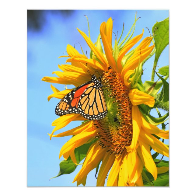 Monarch Butterfly on a Sunflower Photo Print (Front)
