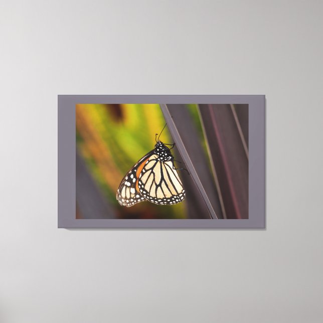 Monarch Butterfly on Agave Canvas Print (Front)